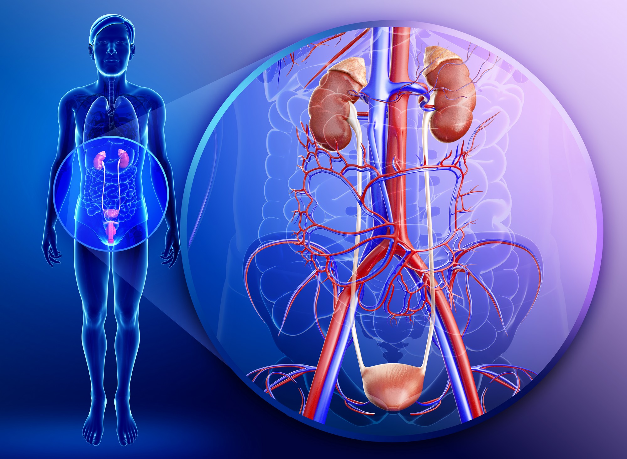 De ce un om are nevoie de rinichi? Ce presupune diagnosticul insuficiență renală cronică în stadiul terminal? Care sunt simptomele?
